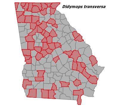 Didymops transversa 
(Stream Cruiser)